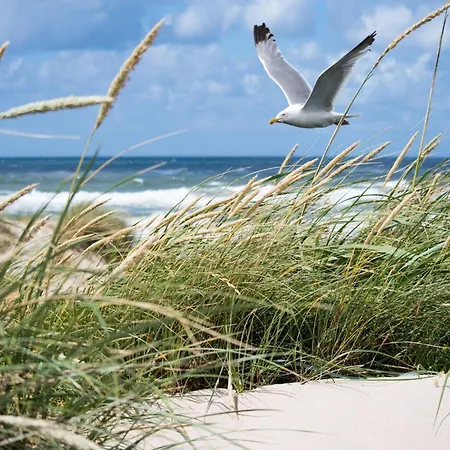 In Duinbergen Near The Appartement *